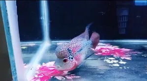 Flowerhorn Fish