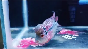 Flowerhorn Fish