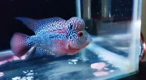 Flowerhorn Fish