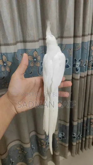 নর ককাটেল