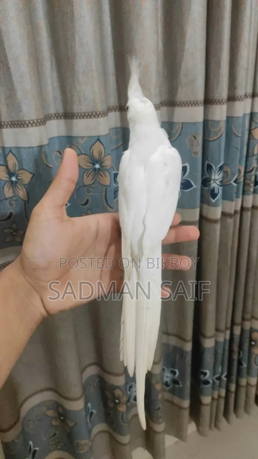 নর ককাটেল