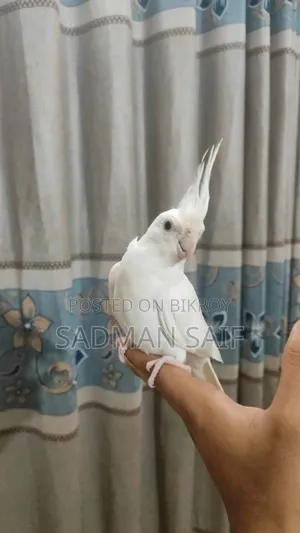 নর ককাটেল