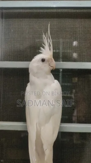 নর ককাটেল