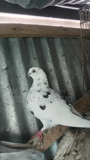 Female for Sell