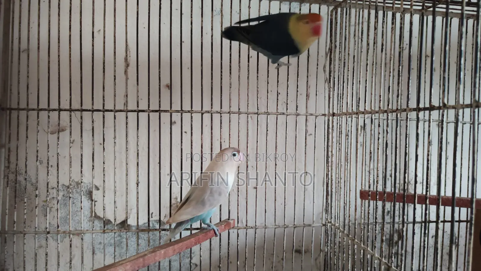 একদম চোখ ধাঁধানো কালারের ফিশার লাভবার্ড জোড়া রেড ফেস সুন্দর মিউটেশন