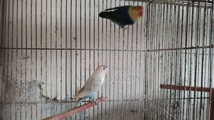 একদম চোখ ধাঁধানো কালারের ফিশার লাভবার্ড জোড়া রেড ফেস সুন্দর মিউটেশন