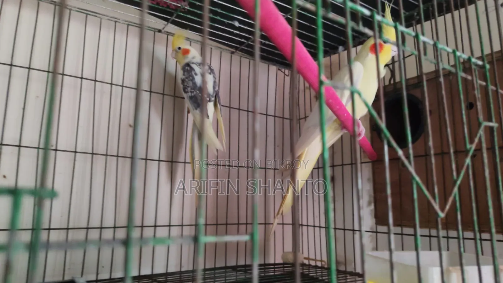 একদম চোখ ধাঁধানো কালারের ফিশার লাভবার্ড জোড়া রেড ফেস সুন্দর মিউটেশন