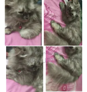 6-12 months Female Purebred Persian