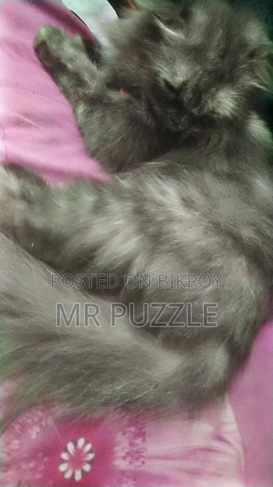 6-12 months Female Purebred Persian