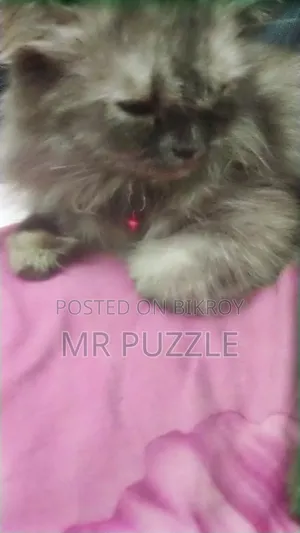 6-12 months Female Purebred Persian