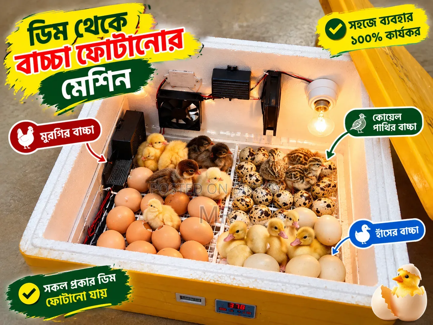 ডিম থেকে বাচ্চা ফুটানোর মেশিন। Incubator। ইনকিউবেটর