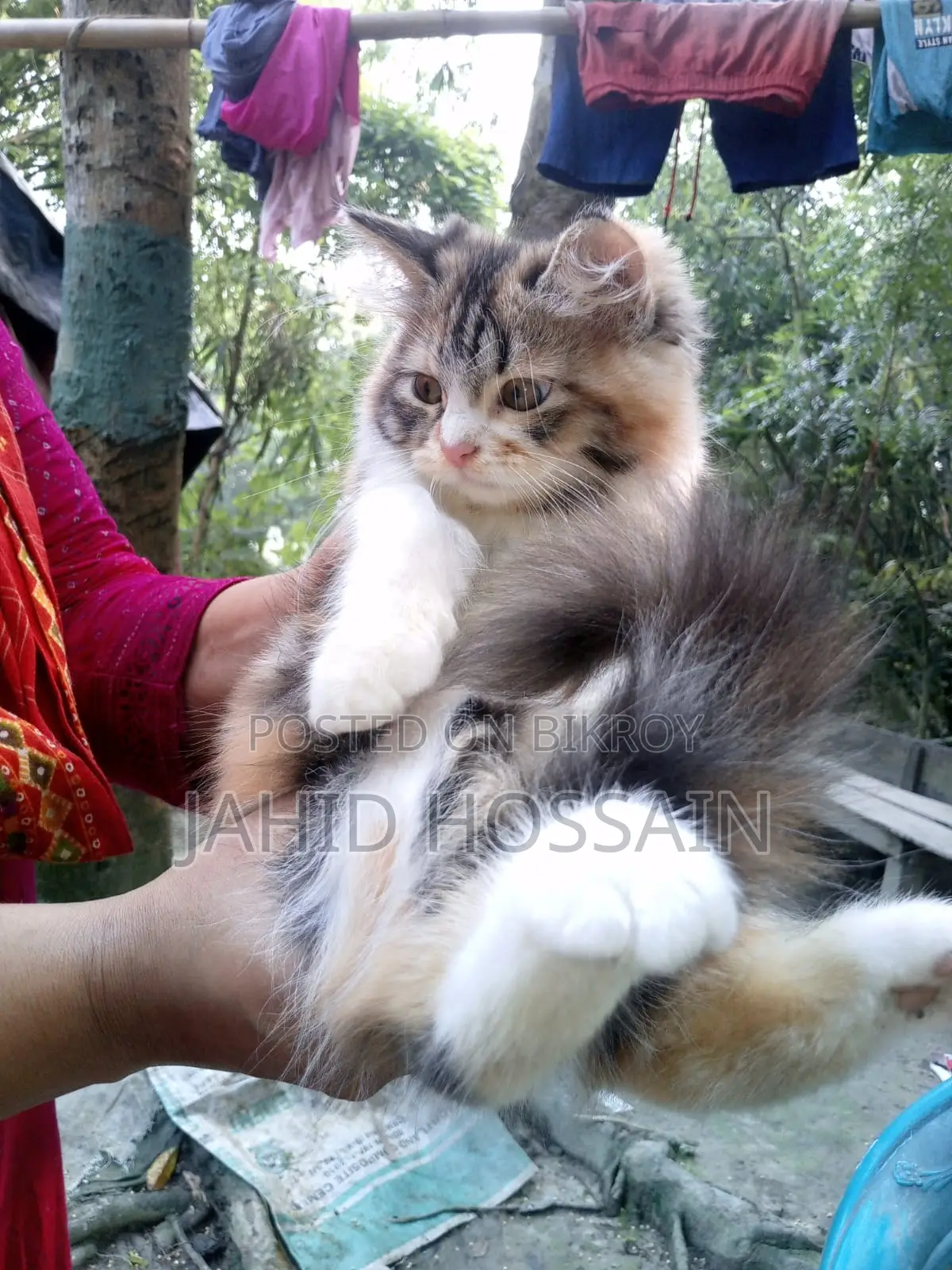 ১-৩ মাসের মিক্সড ব্রিড পার্সিয়ান মাদি