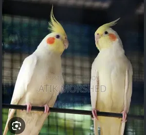 কোন টেম ককাটেল পাখি চাই