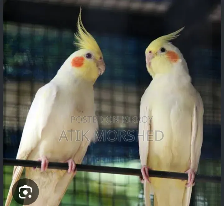 কোন টেম ককাটেল পাখি চাই