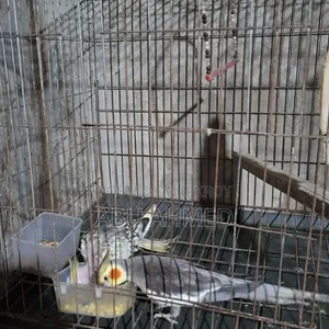 Cockatiel Breeding Pair with Eggs and Chicks