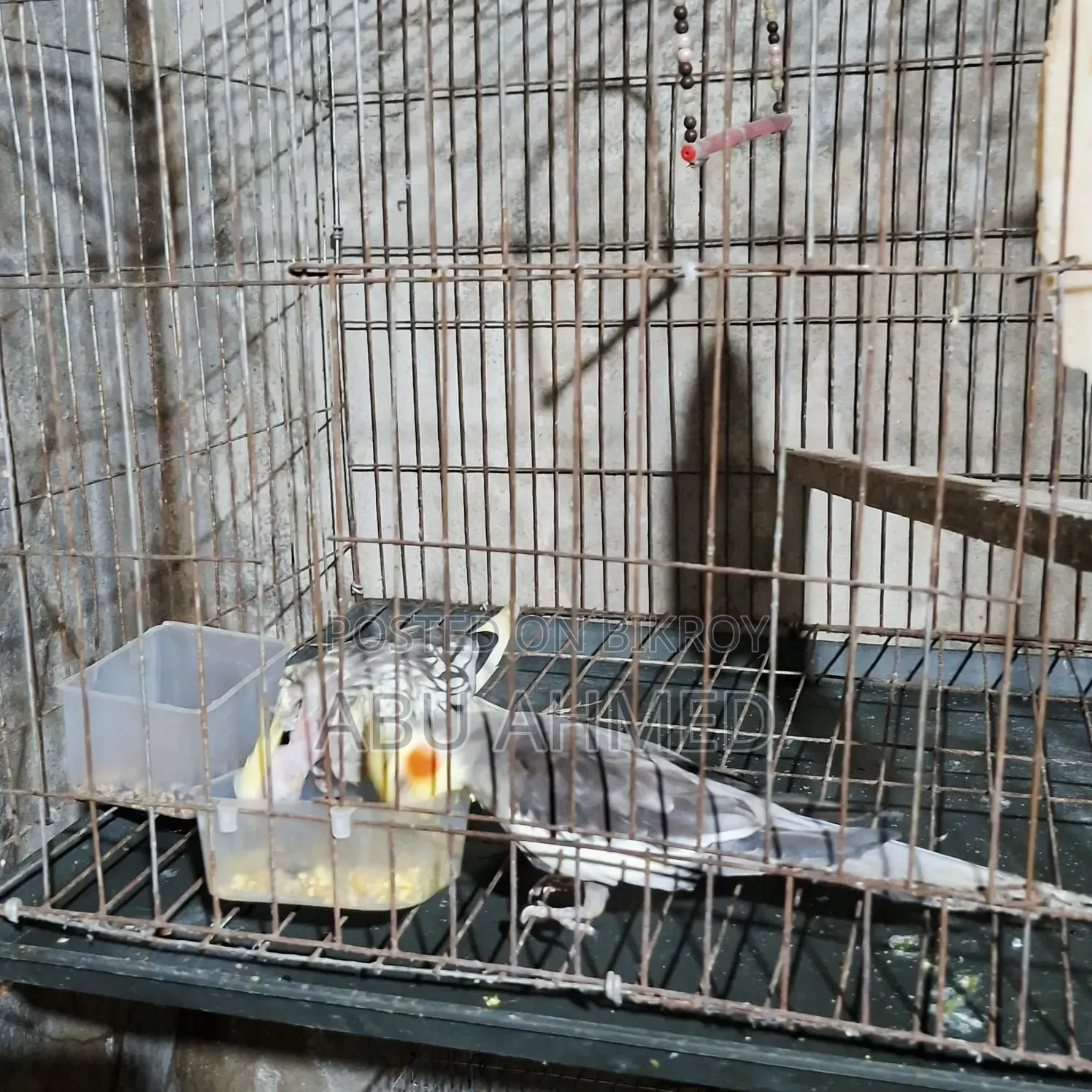 Cockatiel Breeding Pair with Eggs and Chicks