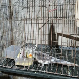 Cockatiel Breeding Pair with Eggs and Chicks