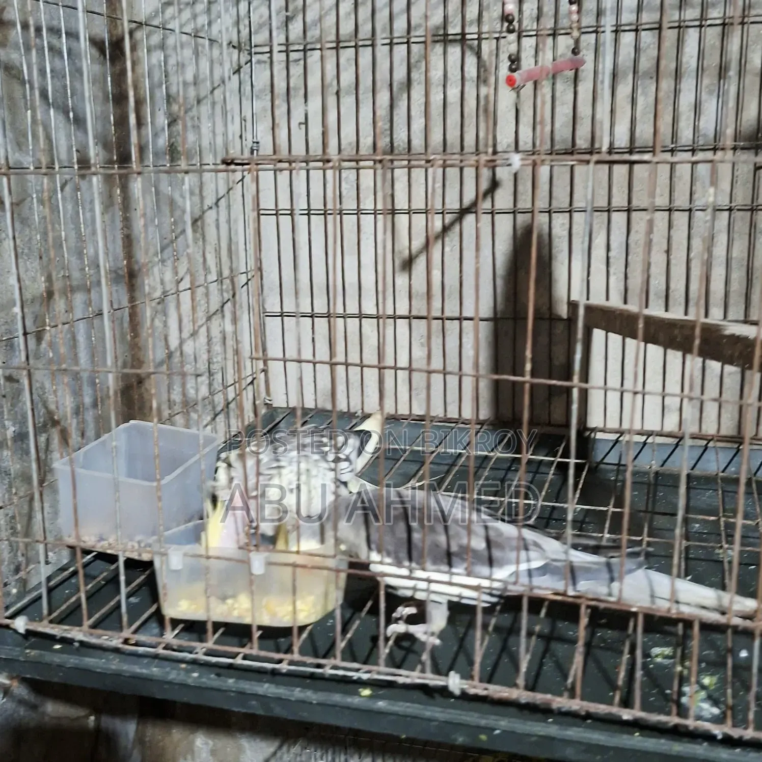 Cockatiel Breeding Pair with Eggs and Chicks