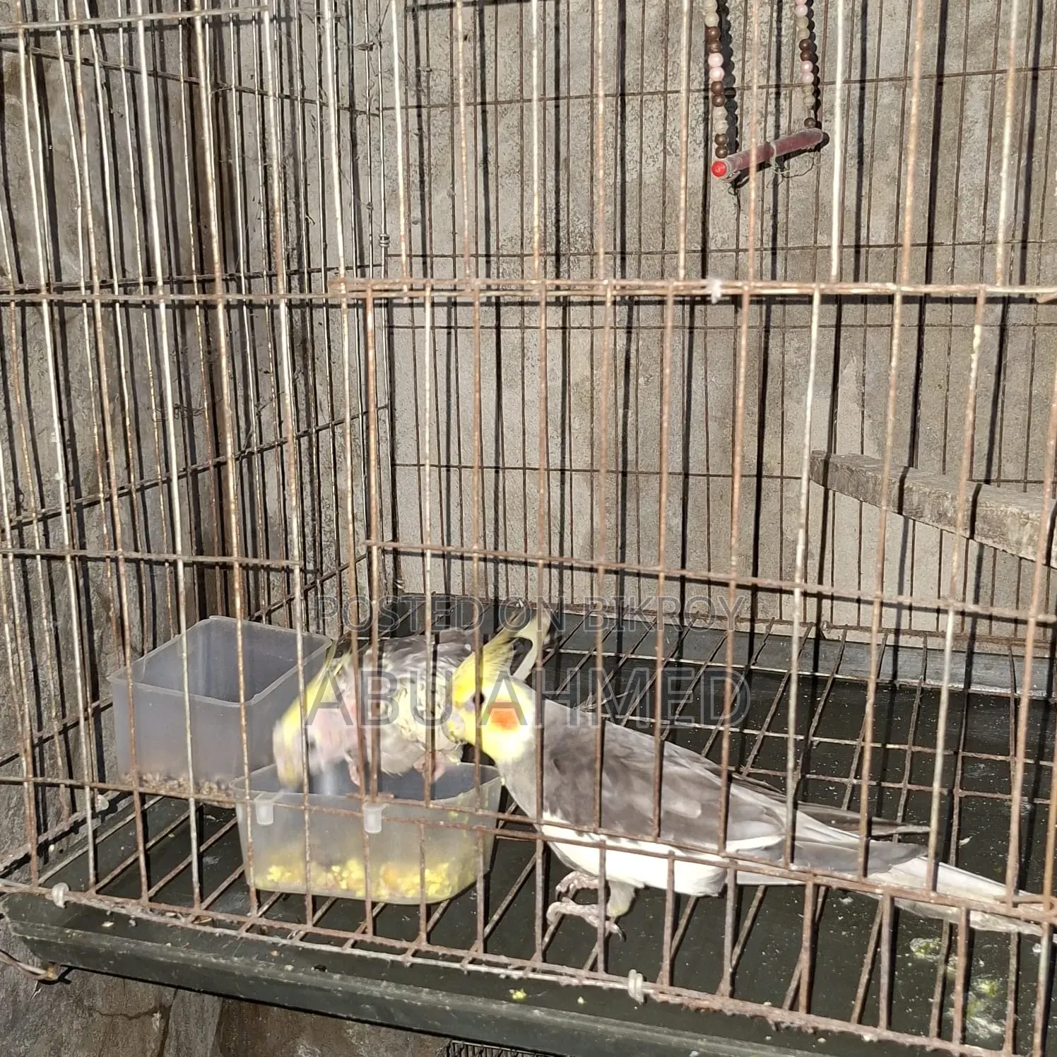 Cockatiel Breeding Pair with Eggs and Chicks
