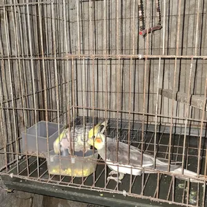 Cockatiel Breeding Pair with Eggs and Chicks
