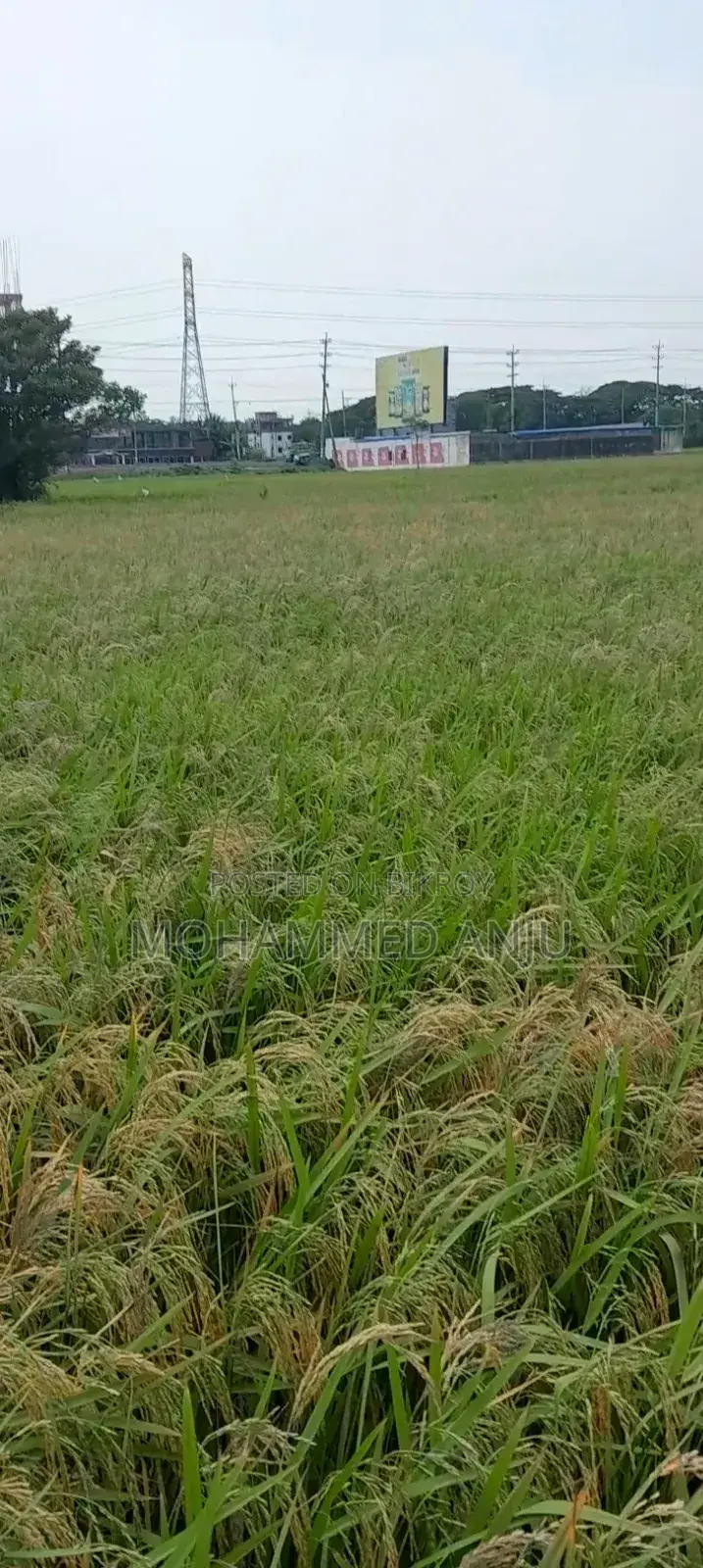 আনোয়ারা চাতুরী জমি বিক্রি দুই গন্ডা চাষের জমি বিলের মাঝখানে রোড নাই