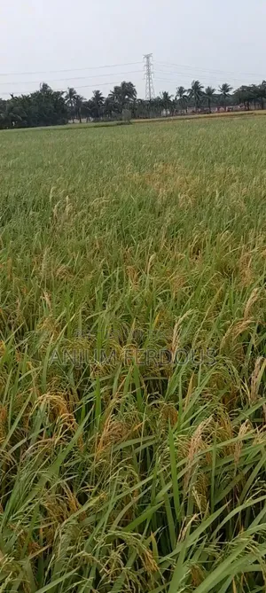 Anwara Chaturi Land Sale Two Gonda Cultivable Land in the Middle of Bil Without Road