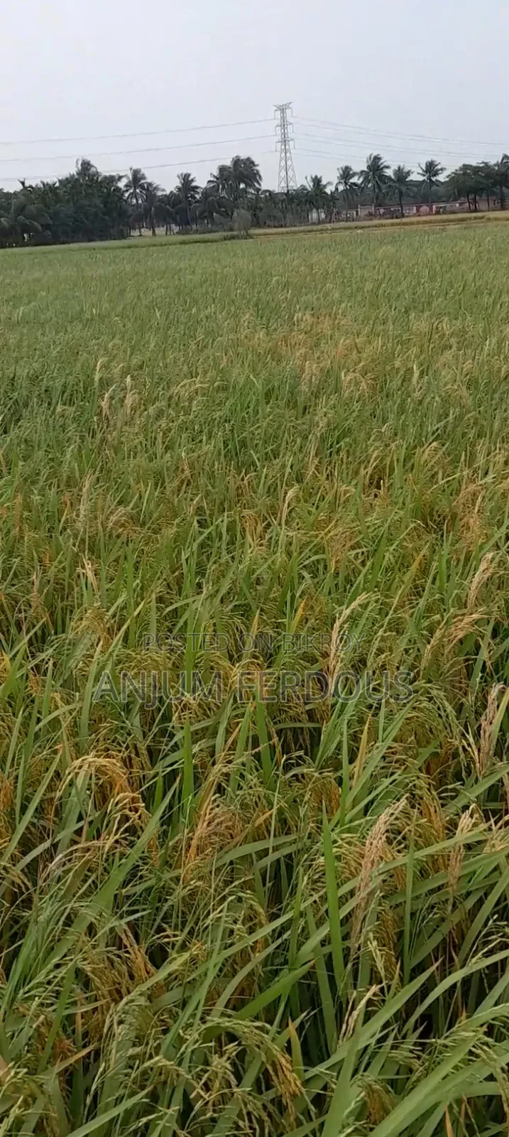 Anwara Chaturi Land Sale Two Gonda Cultivable Land in the Middle of Bil Without Road