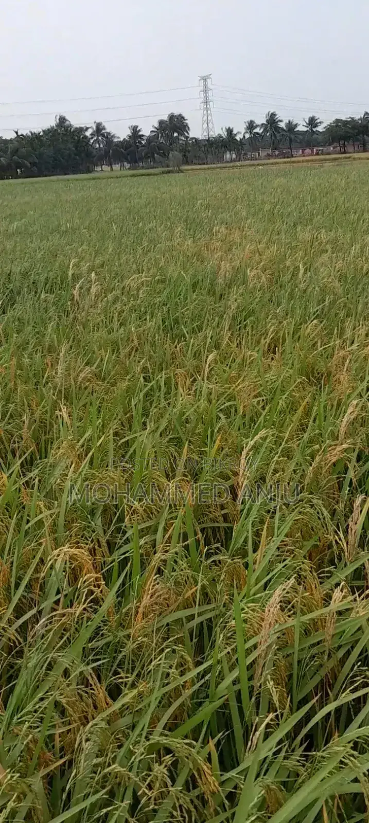 আনোয়ারা চাতুরী জমি বিক্রি দুই গন্ডা চাষের জমি বিলের মাঝখানে রোড নাই