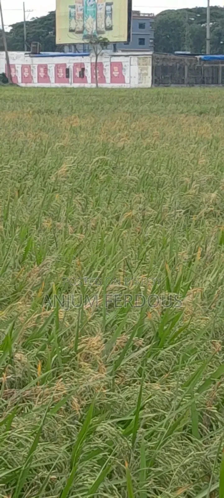 Anwara Chaturi Land Sale Two Gonda Cultivable Land in the Middle of Bil Without Road