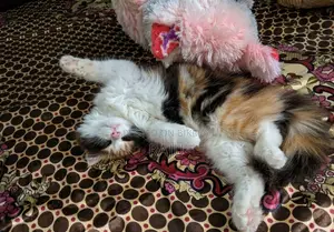 ১-৩ মাসের স্ত্রী খাঁটি জাতের বিড়াল