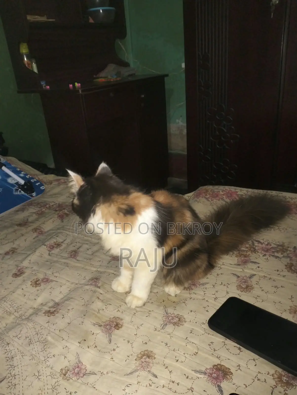 ১-৩ মাসের স্ত্রী খাঁটি জাতের বিড়াল