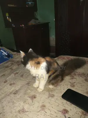 ১-৩ মাসের স্ত্রী খাঁটি জাতের বিড়াল
