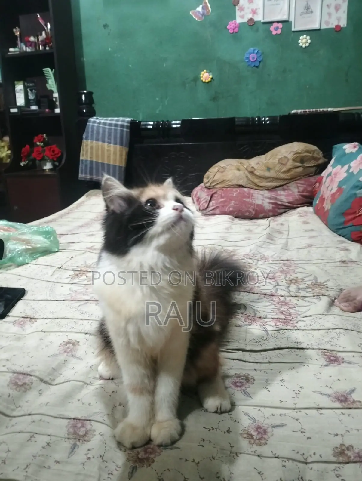 ১-৩ মাসের স্ত্রী খাঁটি জাতের বিড়াল