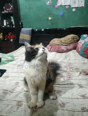 ১-৩ মাসের স্ত্রী খাঁটি জাতের বিড়াল