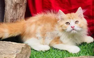 ১-৩ মাস বয়সী পুরুষ খাঁটি পার্সিয়ান