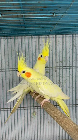 লোটিনো ককাটেইল রানিং পেয়ার