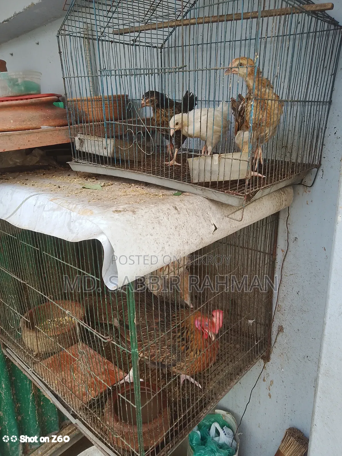 তিনটি দেশি মুরগির বাচ্চা বিক্রি হবে