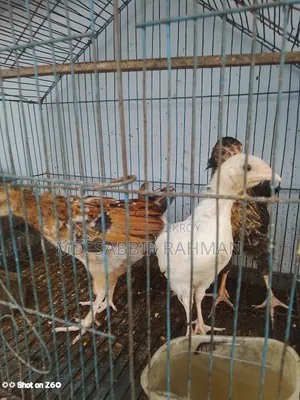 তিনটি দেশি মুরগির বাচ্চা বিক্রি হবে