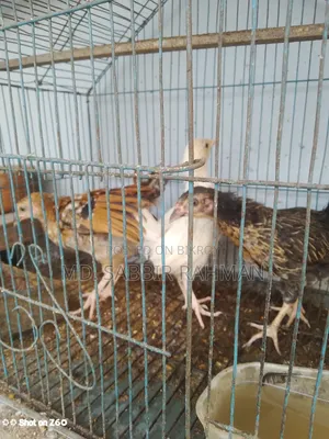 তিনটি দেশি মুরগির বাচ্চা বিক্রি হবে