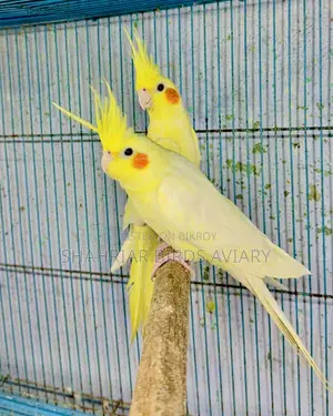 ককাটেইল লোটিনো রেড আই