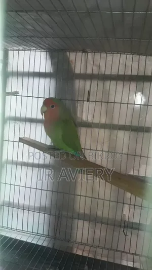 লাভ বার্ড মেল