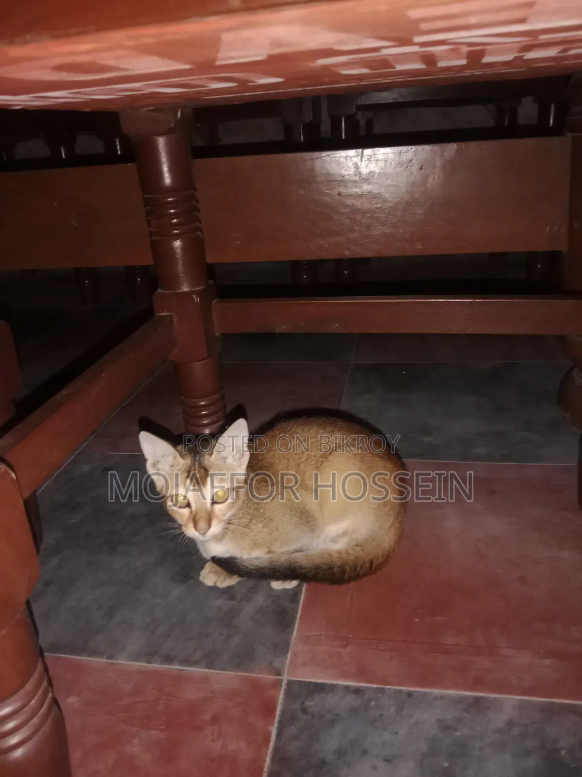 1-3 months Male Purebred Bengal