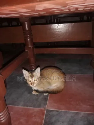1-3 months Male Purebred Bengal