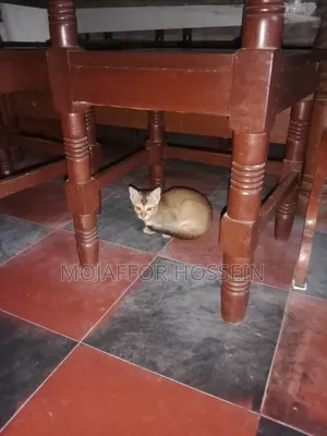 1-3 months Male Purebred Bengal