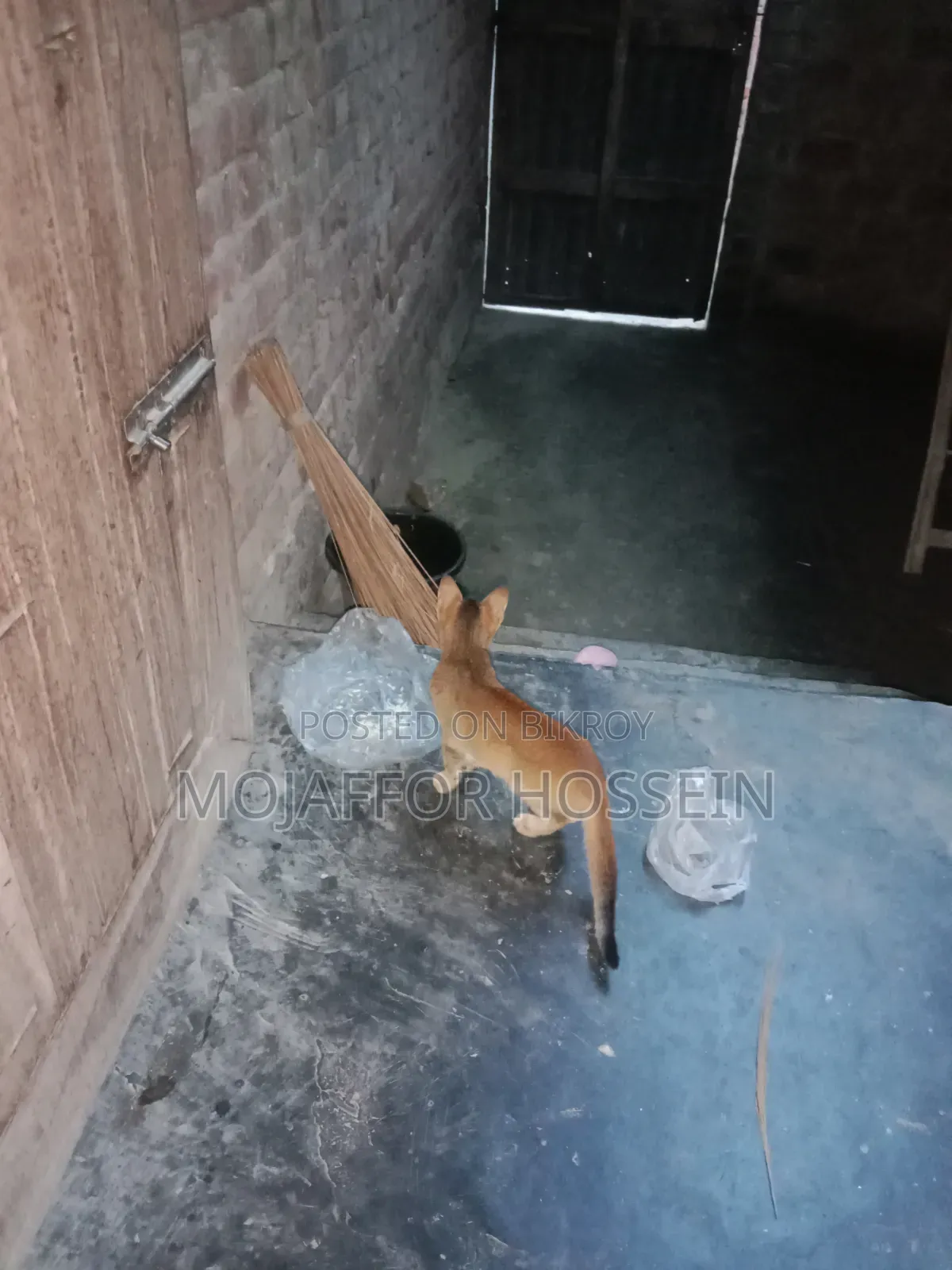 1-3 months Male Purebred Bengal