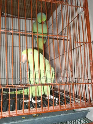 দুইটাই কথা বলেন ইন্ডিয়ান লিঙ্গ লেটটিয়া