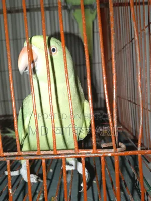 দুইটাই কথা বলেন ইন্ডিয়ান লিঙ্গ লেটটিয়া