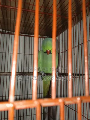 দুইটাই কথা বলেন ইন্ডিয়ান লিঙ্গ লেটটিয়া