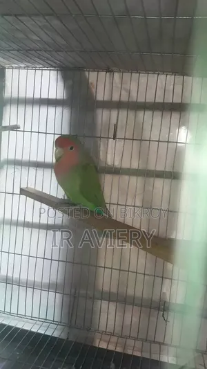 রানিং মেল লাভ বার্ড