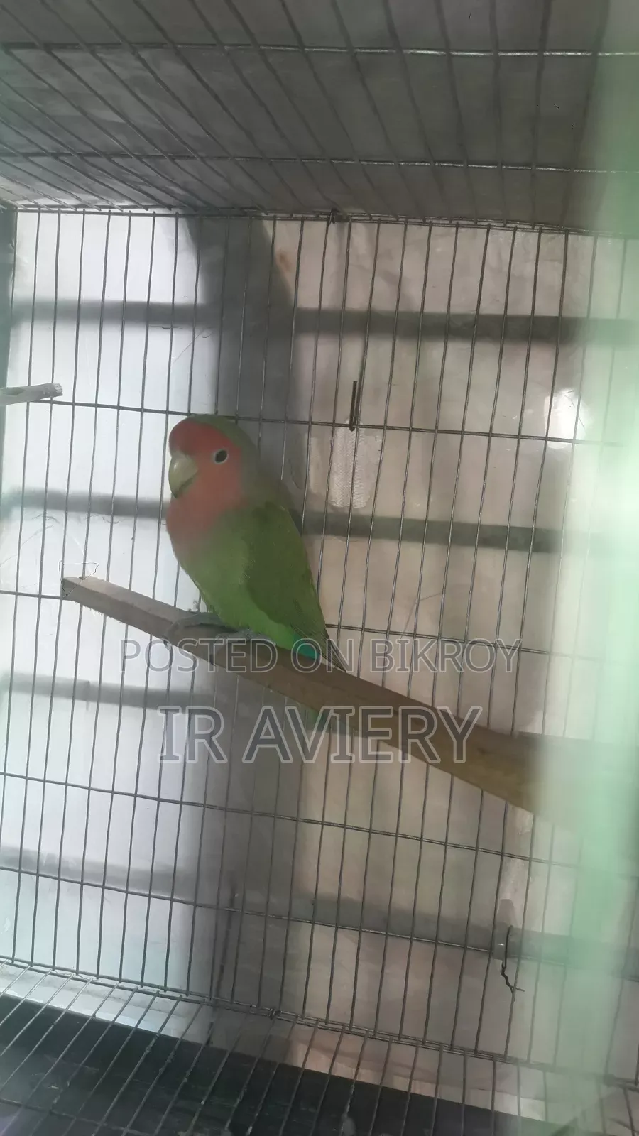 রানিং মেল লাভ বার্ড